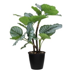 Pomax Kunstpflanze (68cm) - Jungle Fever - grün (GRE)