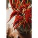 Pomax Fleur artificielle - Plandai - rouge (RUS)