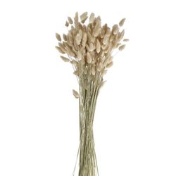 Pomax Trockenblumen - Collita - beige (NAT)