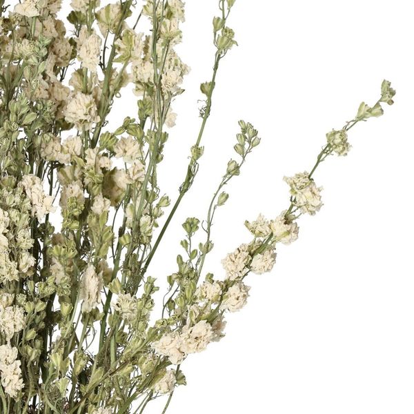 Pomax Dried flowers - Collita - green (WHI)