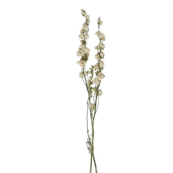 Pomax Dried flowers - Collita - green (WHI)