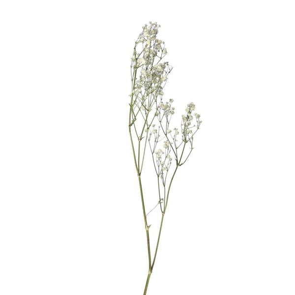 Pomax Fleurs séchées - Collita - vert (WHI)