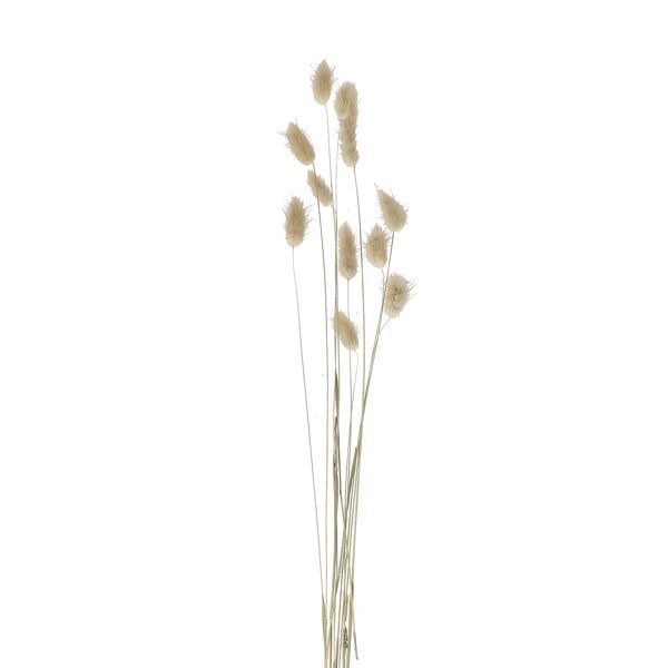 Pomax Fleurs séchées - Collita - beige (NAT)