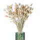 Pomax Dried flowers - Collita - beige (NAT)